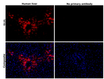 Glutamine Synthetase Antibody in Immunohistochemistry (Paraffin) (IHC (P))