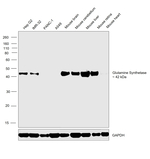 Glutamine Synthetase Antibody in Western Blot (WB)