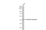 Glutamine Synthetase Antibody in Western Blot (WB)