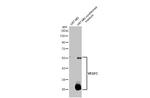 VEGFC Recombinant Rabbit Monoclonal Antibody (HL2289)