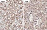 Cathepsin S Antibody in Immunohistochemistry (Paraffin) (IHC (P))