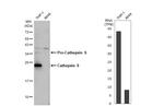 Cathepsin S Antibody in Western Blot (WB)