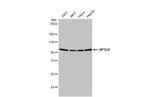 VPS34 Antibody in Western Blot (WB)