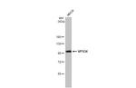 VPS34 Antibody in Western Blot (WB)