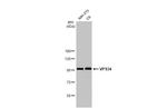 VPS34 Antibody in Western Blot (WB)