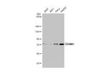 MNT Antibody in Western Blot (WB)