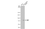 MNT Antibody in Western Blot (WB)