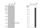 FGL1 Antibody in Western Blot (WB)