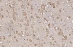 RPL32 Antibody in Immunohistochemistry (Paraffin) (IHC (P))