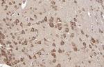 RPL32 Antibody in Immunohistochemistry (Paraffin) (IHC (P))