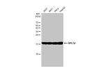 RPL32 Antibody in Western Blot (WB)