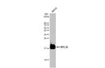 RPL32 Antibody in Western Blot (WB)