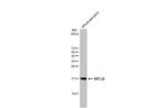 RPL32 Antibody in Western Blot (WB)