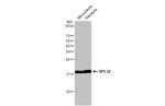 RPL32 Antibody in Western Blot (WB)