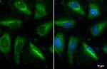 RPL32 Recombinant Rabbit Monoclonal Antibody (HL2331)