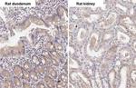 ATG4B Antibody in Immunohistochemistry (Paraffin) (IHC (P))