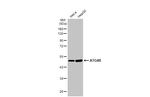ATG4B Antibody in Western Blot (WB)