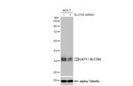 SLC7A5 Antibody in Western Blot (WB)