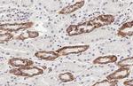 Calcium Sensing Receptor Antibody in Immunohistochemistry (Paraffin) (IHC (P))