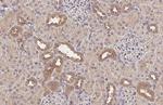 SNX5 Antibody in Immunohistochemistry (Paraffin) (IHC (P))