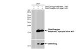 RSV NS1 Antibody in Western Blot (WB)