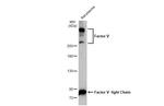 Factor V Antibody in Western Blot (WB)