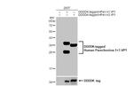Human Parechovirus Type 1/3 VP1 Antibody in Western Blot (WB)