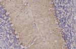 ADORA1 Antibody in Immunohistochemistry (Paraffin) (IHC (P))