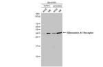 ADORA1 Antibody in Western Blot (WB)