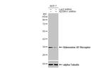 ADORA1 Antibody in Western Blot (WB)