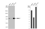 BMAL1 Antibody in Western Blot (WB)