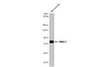 BMAL1 Antibody in Western Blot (WB)