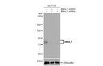 BMAL1 Antibody in Western Blot (WB)