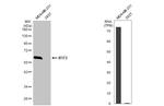 IFIT3 Antibody in Western Blot (WB)