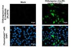 Chikungunya Virus E3 Recombinant Rabbit Monoclonal Antibody (HL2476)