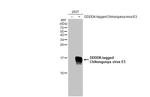 Chikungunya Virus E3 Antibody in Western Blot (WB)