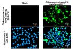 Chikungunya Virus NSP3 Antibody in Immunocytochemistry (ICC/IF)