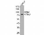CD64 Antibody in Western Blot (WB)