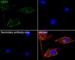 CD73 Antibody in Immunocytochemistry (ICC/IF)