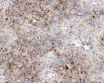 CD73 Antibody in Immunohistochemistry (Paraffin) (IHC (P))