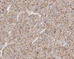 CD73 Antibody in Immunohistochemistry (Paraffin) (IHC (P))