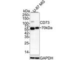 CD73 Antibody in Western Blot (WB)