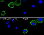 CD73 Antibody in Immunocytochemistry (ICC/IF)