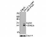 CD69 Antibody in Western Blot (WB)