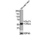 VGLUT1 Monoclonal Antibody (A7A3)