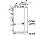 CD42a Antibody in Western Blot (WB)