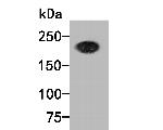 BRG1 Antibody in Western Blot (WB)