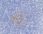 CD35 Monoclonal Antibody (A4G1)