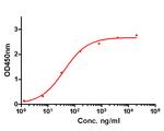 GM-CSF Antibody in ELISA (ELISA)