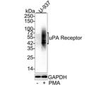 uPAR Monoclonal Antibody (A6E8)